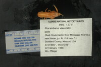 Procambarus viaeviridis image
